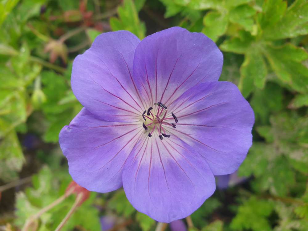 Storkenæb 'Rozanne'